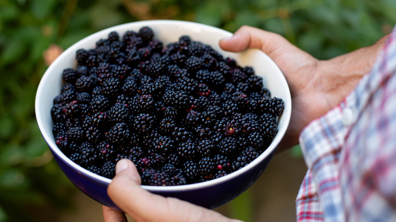 Person holding a bowl of fresh blackberries