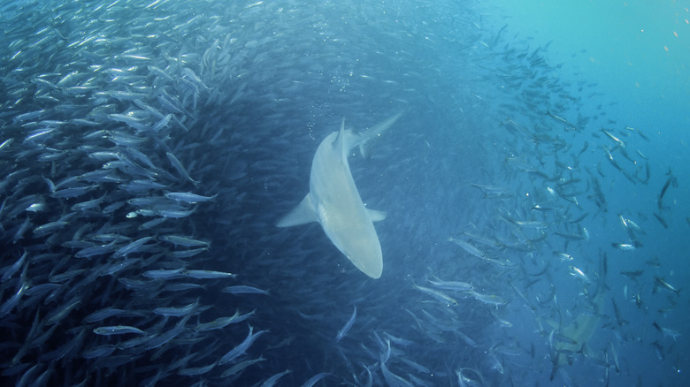 sharks attacking sardine shoal