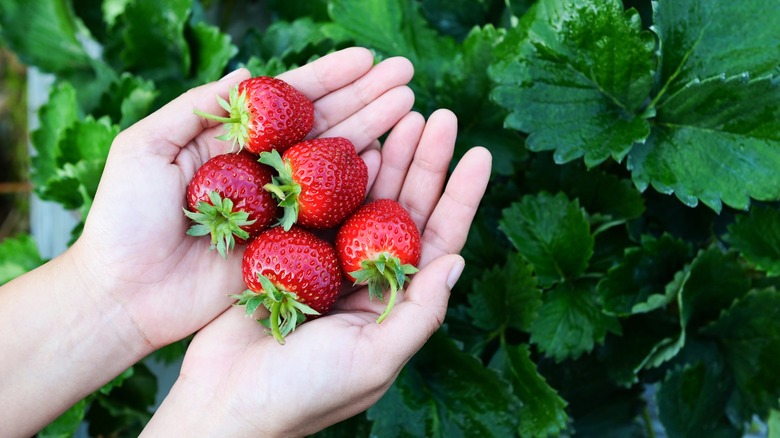 hands holding strawberries