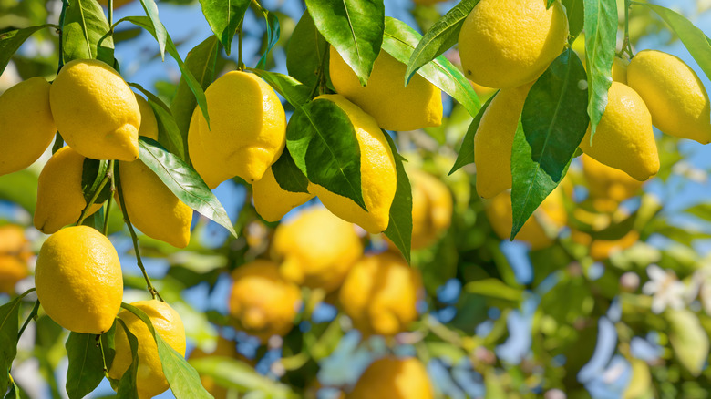 lemons growing on tree