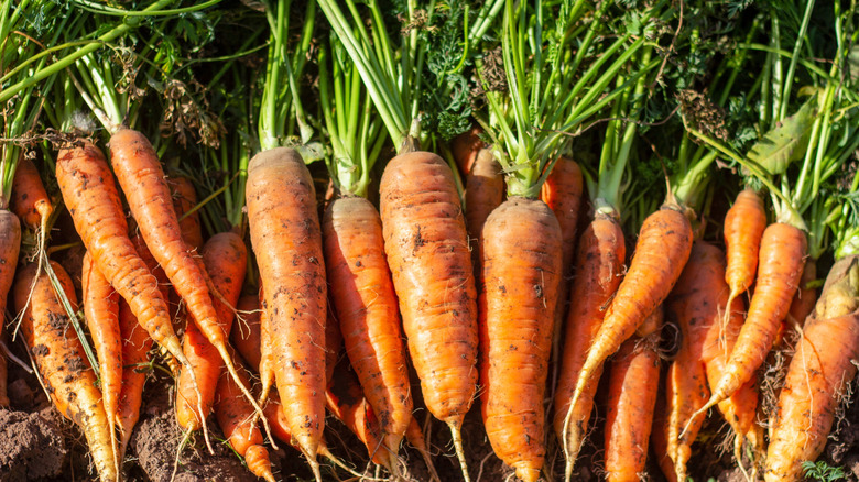 Collection of harvested carrots