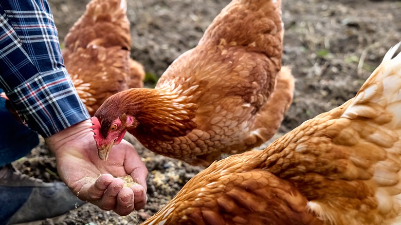 A chicken pecks grain