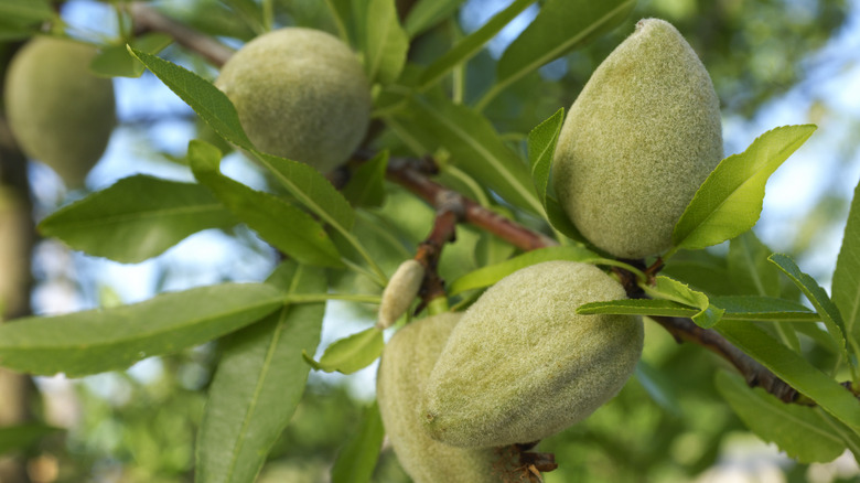 green almonds on an almond tree