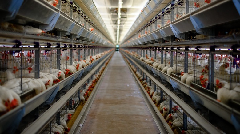 Battery caged hens